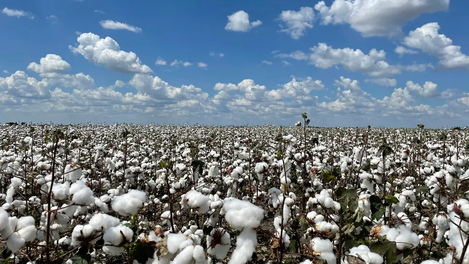 Cotton field ready for harvest
