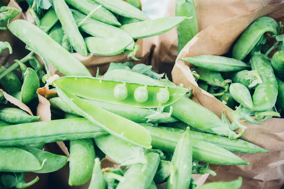 Fresh peas in pods