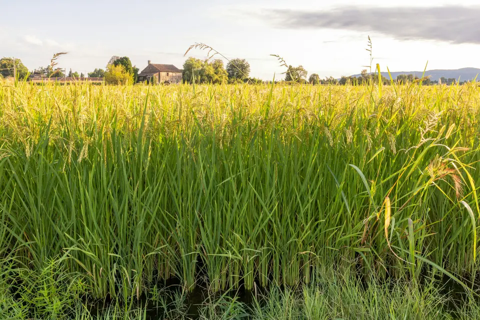 Rice field ripening