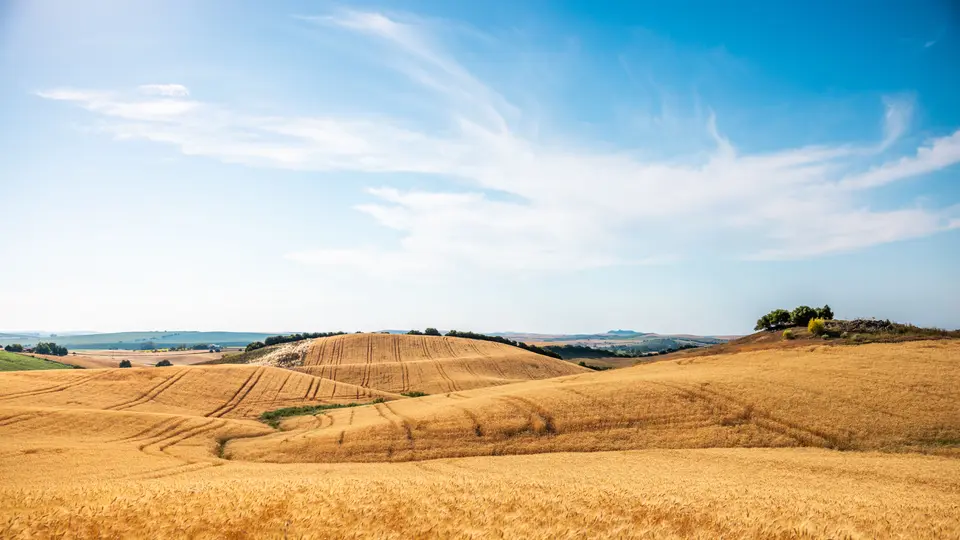 Hills of ripe wheat