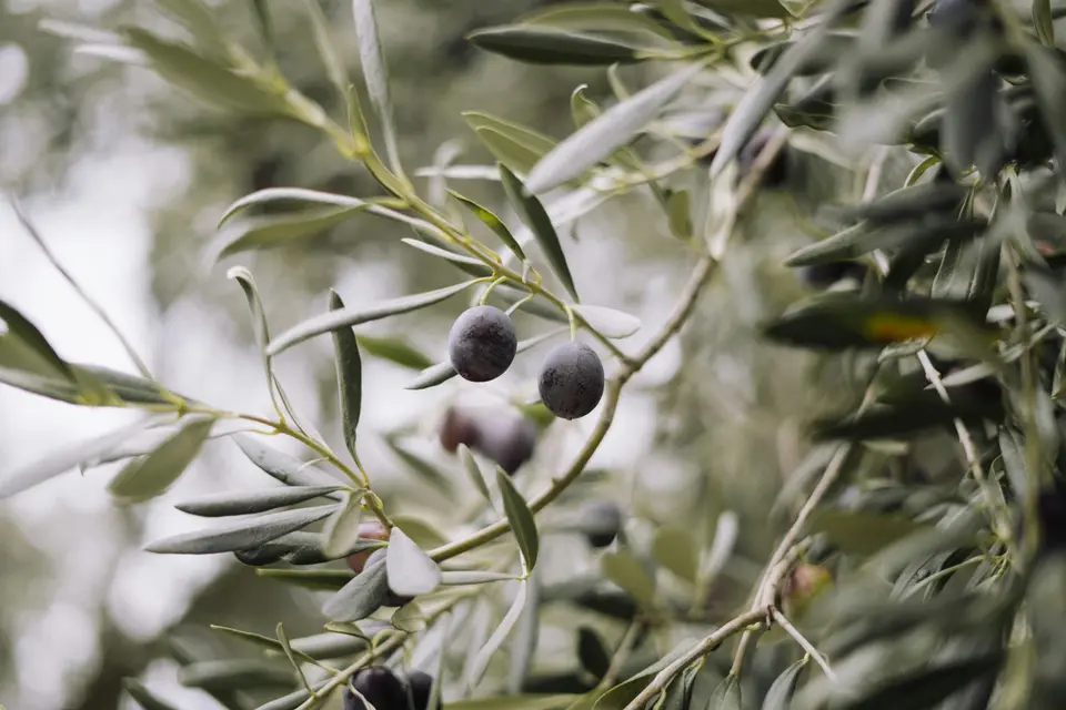Κλαδί ελιάς με ώριμους καρπούς σε ελαιώνα